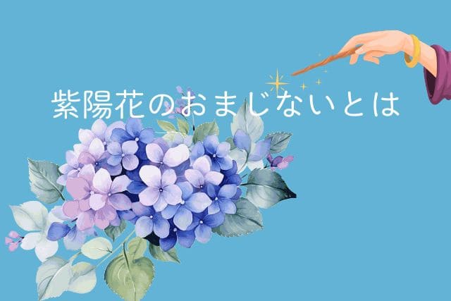 紫陽花のおまじないとは