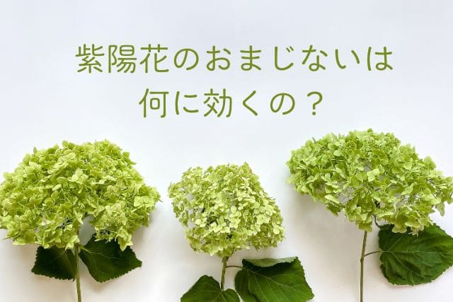 紫陽花のおまじないは何に効くの？