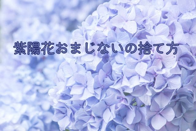 紫陽花おまじないの捨て方